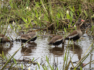 Brazil. Group of White-faced Whistling Duck, Dendrocygna viduata, in the Panatanalo swamp