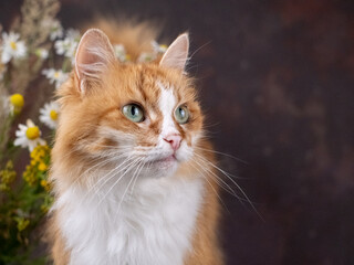 A beautiful white and red cat poses on a brown background, next to a beech of wildflowers. Green eyes
