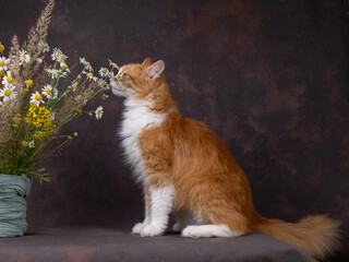 A beautiful white and red cat poses on a brown background, next to a beech of wildflowers. Green eyes