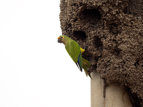 Brazil. Pantanal, Peach-fronted parakeet, Aratinga aurea, feeding on a tree termite mound