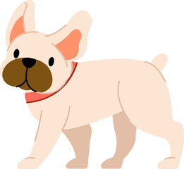 French Bulldog with Collar