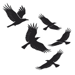 Obraz premium Flock of birds soaring in flight flying silhouette