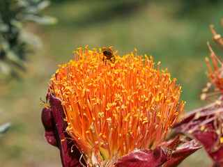 Close up of a bee gathering or foraging for pollen and nectar from the yellow and red flowers of a March or Blood Lily. Background blurred or out of focus