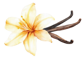Watercolor vanilla flower isolated on transparent background, a botanical illustration