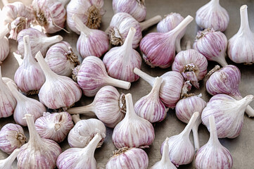 Garlic vegetable organic bulb, fresh food harvest, kitchen spice