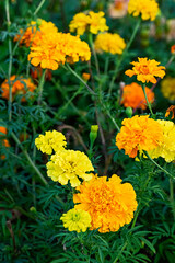 Marigold flower bloom, orange yellow garden nature, bright petal