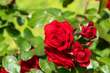 Beautiful red roses blooming in the rose garden.