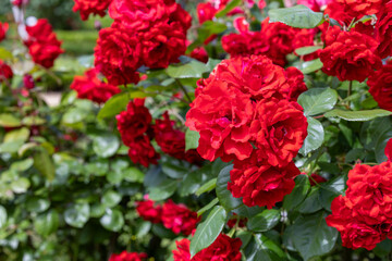 Beautiful red roses blooming in the rose garden.