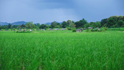 Landscape of rice field and wooden hut on cloudy day