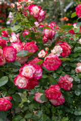 Beautiful white and red gradient rose flowers blooming in a rose garden.