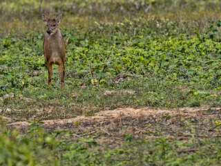 Brazil. Pantanal, Marsh deer, Blastocerus dichotomus, stands on the edge of a swamp and observes the surroundings.