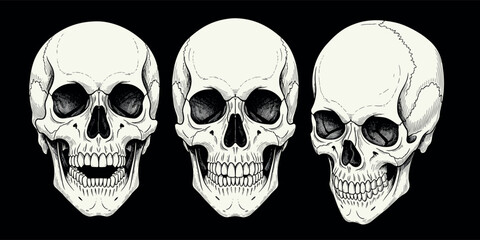 A detailed set of three human skulls illustrated in a vintage engraving style, showcasing different anatomical views on a black background
