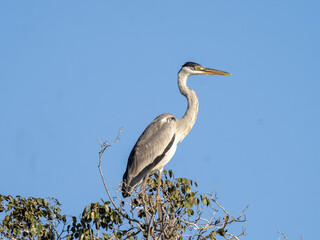 Brazil. Pantanal, Cocoi heron, Ardea cocoi, sitting high in a tree and looking around.