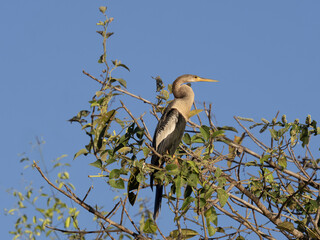 Brazil. Pantanal, Cocoi heron, Ardea cocoi, sitting high in a tree and looking around.