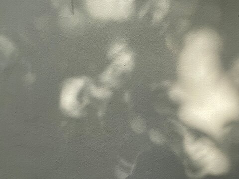 shadow leaves on white wall texture background	
 - Powered by Adobe