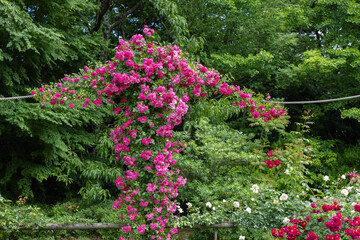 Beautiful pink roses blooming in a percolator in a rose garden.