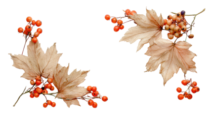 Autumn leaves and berries arrangement, white isolate background.