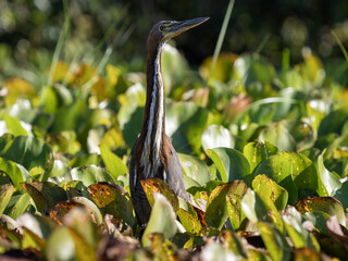 Agami, Agamia agami moves in the dense vegetation of the river