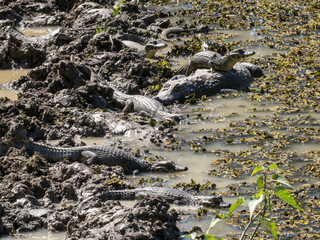 Brazilie. Pantanal, samice  Yacare caiman, Caiman yacare, střeží vylíhnutá mláďata.