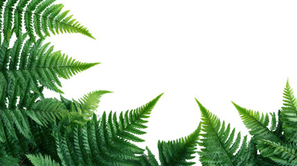 Lush green ferns elegantly circle the edges, capturing vibrant natural beauty on a white isolate background.