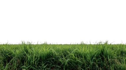Lush green grass with vibrant blades, capturing nature's beauty, isolated on a white background.