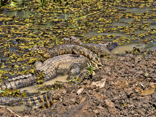 Brazilie. Pantanal, samice  Yacare caiman, Caiman yacare, střeží vylíhnutá mláďata.