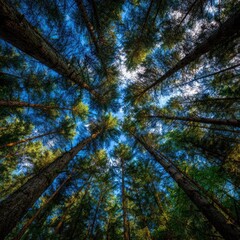 Fototapeta premium Sky seen through the canopy of tall forest trees