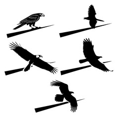 Five black bird silhouettes in flight and perched white