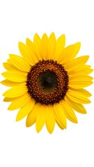 Fototapeta premium Bright sunflower head