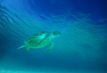 Obraz premium a green turtle swimming in the crystal clear waters of the Caribbean Sea