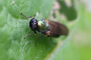 Fly resting on leaf. Taken near Salisbury, England.
