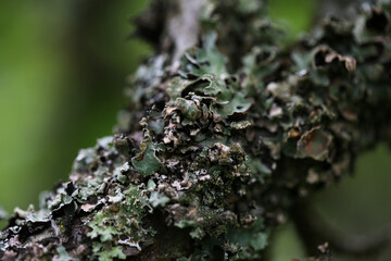 Lichen growing on a tree branch. Taken in May near Salisbury, England.