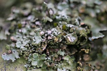 Lichen growing on a tree branch. Taken in May near Salisbury, England.