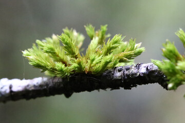 Moss growing on twig. Taken near Salisbury, England.