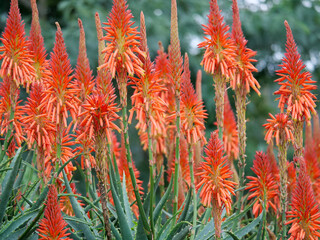A bush of blooming orange red flowers of the Aloe Fire-chief plant.