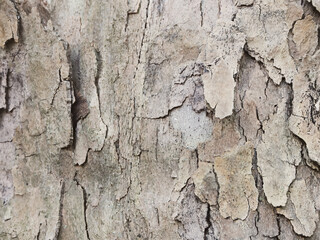 Close-up of tree bark texture showing intricate details and natural patterns.