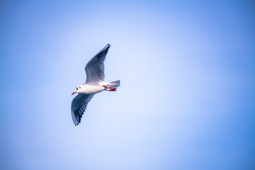 seagull in the sky