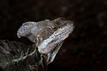 Jesus Christ Lizard Resting by the Waters of Manuel Antonio