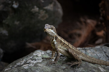 Jesus Christ Lizard Resting by the Waters of Manuel Antonio