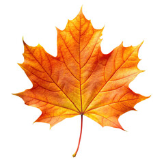 Fototapeta premium Isolated Orange Maple Leaf on Transparent Background, Autumn Season Detail