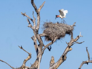 Brazil. Pantanal, a pair of Jabiru, Jabiru mycteria, standing on the nest and observing the...