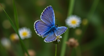 Beautiful blue butterfly on flower