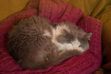 Safe habitat for domestic cats. Home habitat is best for cat.