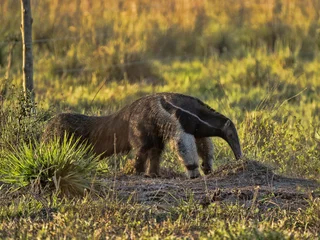 Brazil. Pantanal, Giant anteater, Myrmecophaga tridactyla, foraging in a termite mound meadow. © vladislav333222