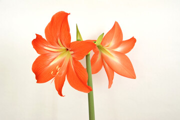 Vibrant Orange Amaryllis Flowers in Bloom