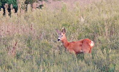 Roe deer