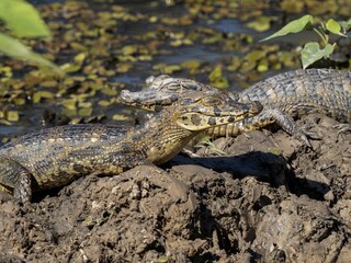 Brazil. Pantanal, group of Yacare caiman, Caiman yacare, basking on the riverbank.