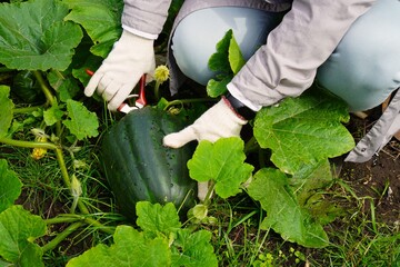 Hands of a female farmer in working cotton gloves cutting the tail of a green pumpkin with garden...
