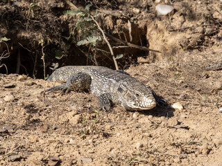 Brazil. Pantanal, Red tegu, Tupinambis rufescens, basking in front of a burrow.