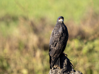 Brazil. Pantanal, Snail kite, Rostrhamus sociabilis, stands on a termite mound and observes the surroundings